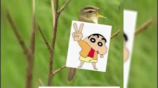 pikat sincan alis hitam termuktahir