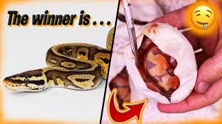GIVEAWAY WINNER ANNOUNCEMENT AND CUTTING OPEN SOME MORE SNAKE EGGS!!!