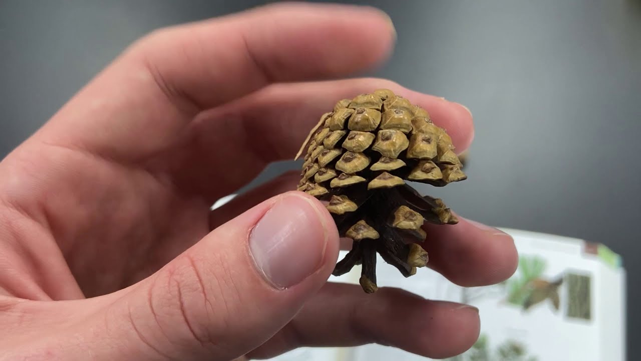 Pinus contorta (lodgepole pine)