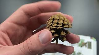 Pinus contorta (lodgepole pine)