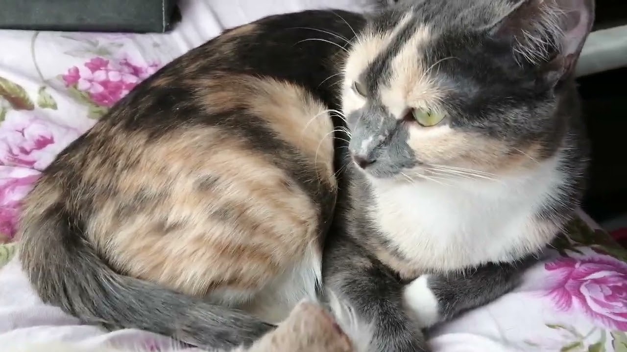 26 января 2026г. Сбербанк 2202203654418625 Елена К. Kaspi +7 771 194 42 69 Глеб Т.