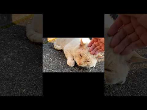 猫は叱ってはいけないらしい(懐かしいデブ)