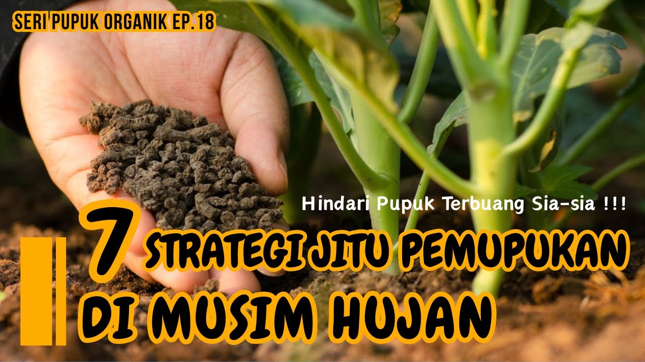 7 Strategi Jitu Pemupukkan di Musim Hujan | Hindari Pupuk Terbuang Percuma !!