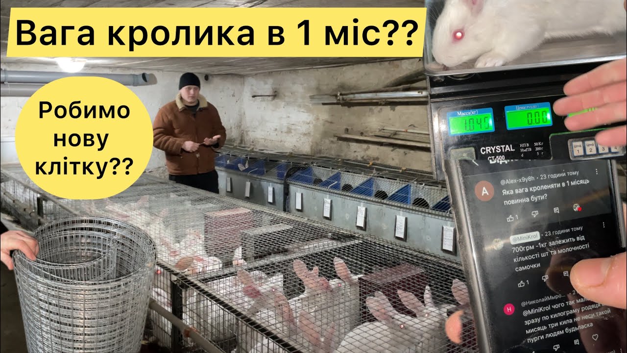 ЯКА ВАГА КРОЛИКА В 1 місяць МАЄ БУТИ? ЧИ ЦІКАВО ПОБАЧИТИ ЯК РОБЛЮ  ПРОМИСЛОВУ КЛІТКУ ДЛЯ КРОЛІВ?