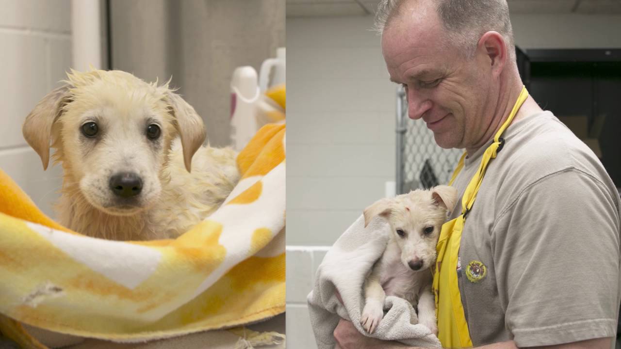 puppy paradise South Korean dogs get a second chance at Animal Humane Society