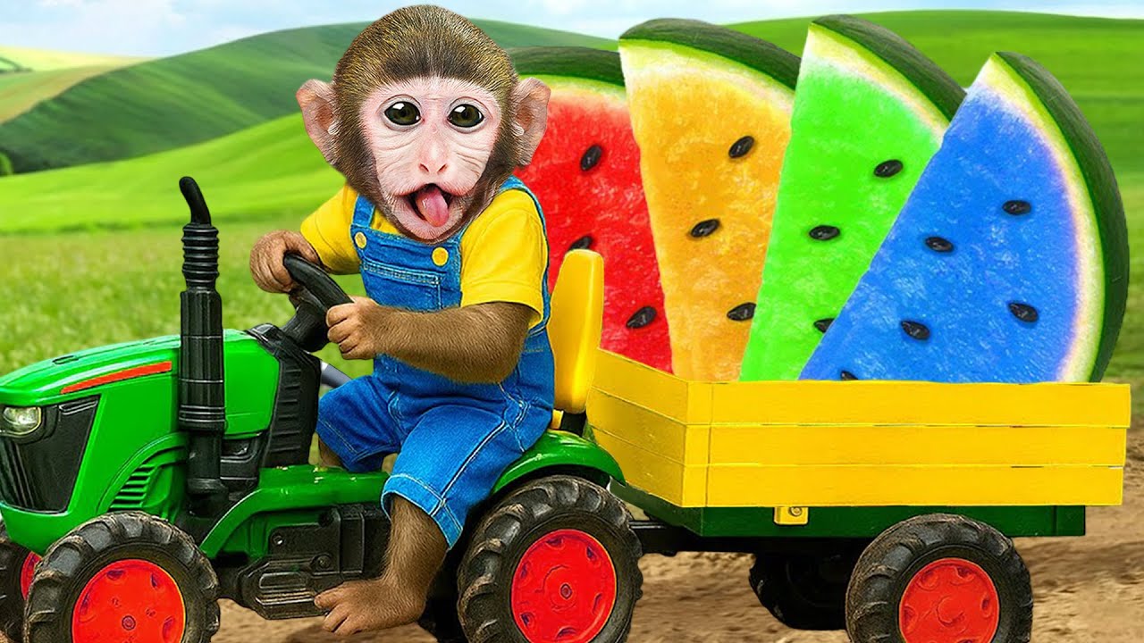 Monkey Dodo grows giant watermelons and catches Bonbon trying to steal them
