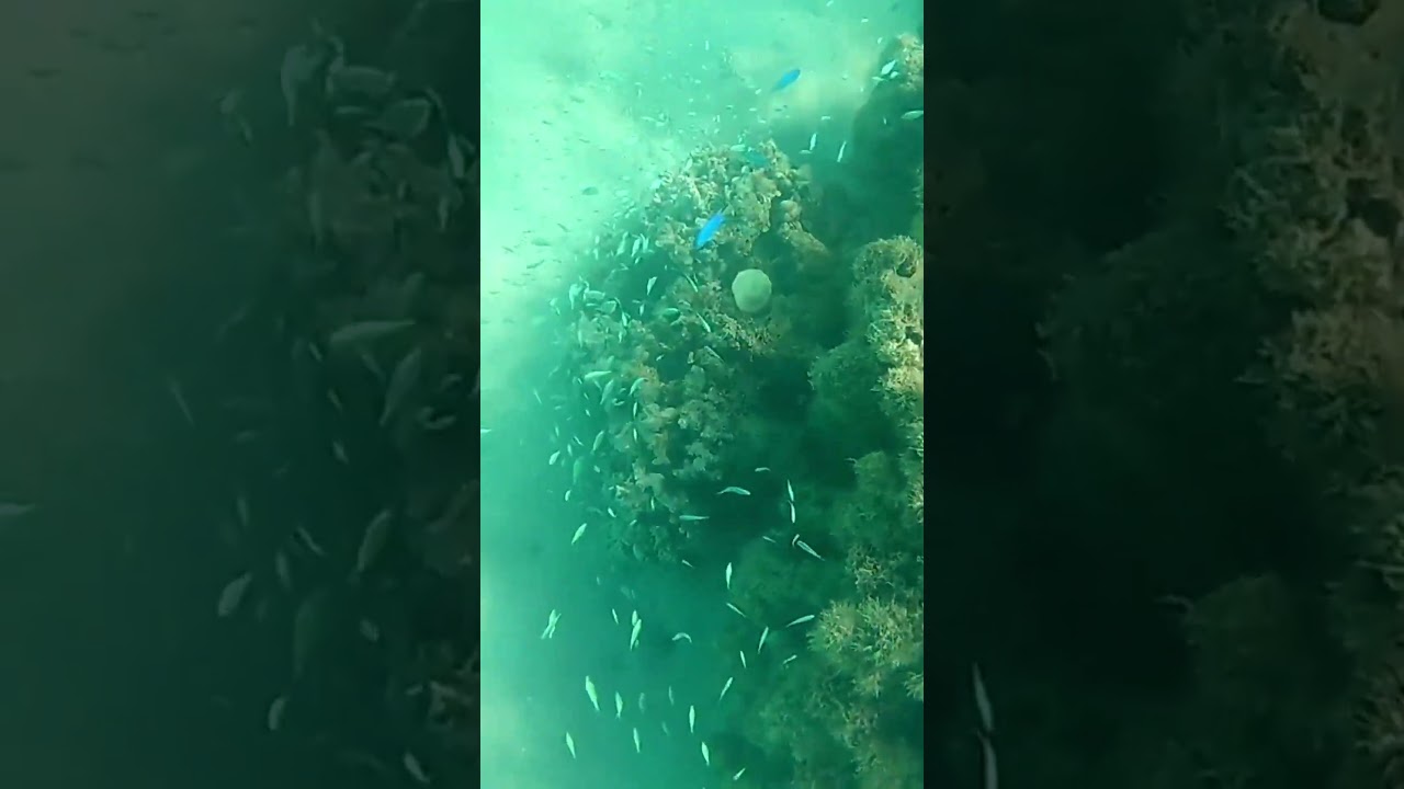 10,000 fish swimming in a poof 