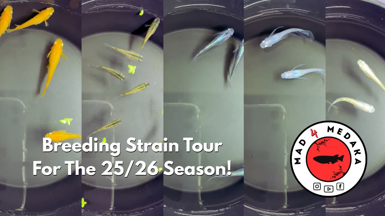 "Mad 4 Medaka" - Breeding Strain Tour For The 25/26 Season!