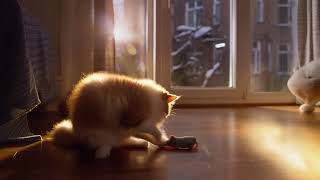 Fluffy Cat Yarn Ball Playtime ☀️ Cozy Looping Video for Deep Relaxation screenshot 2