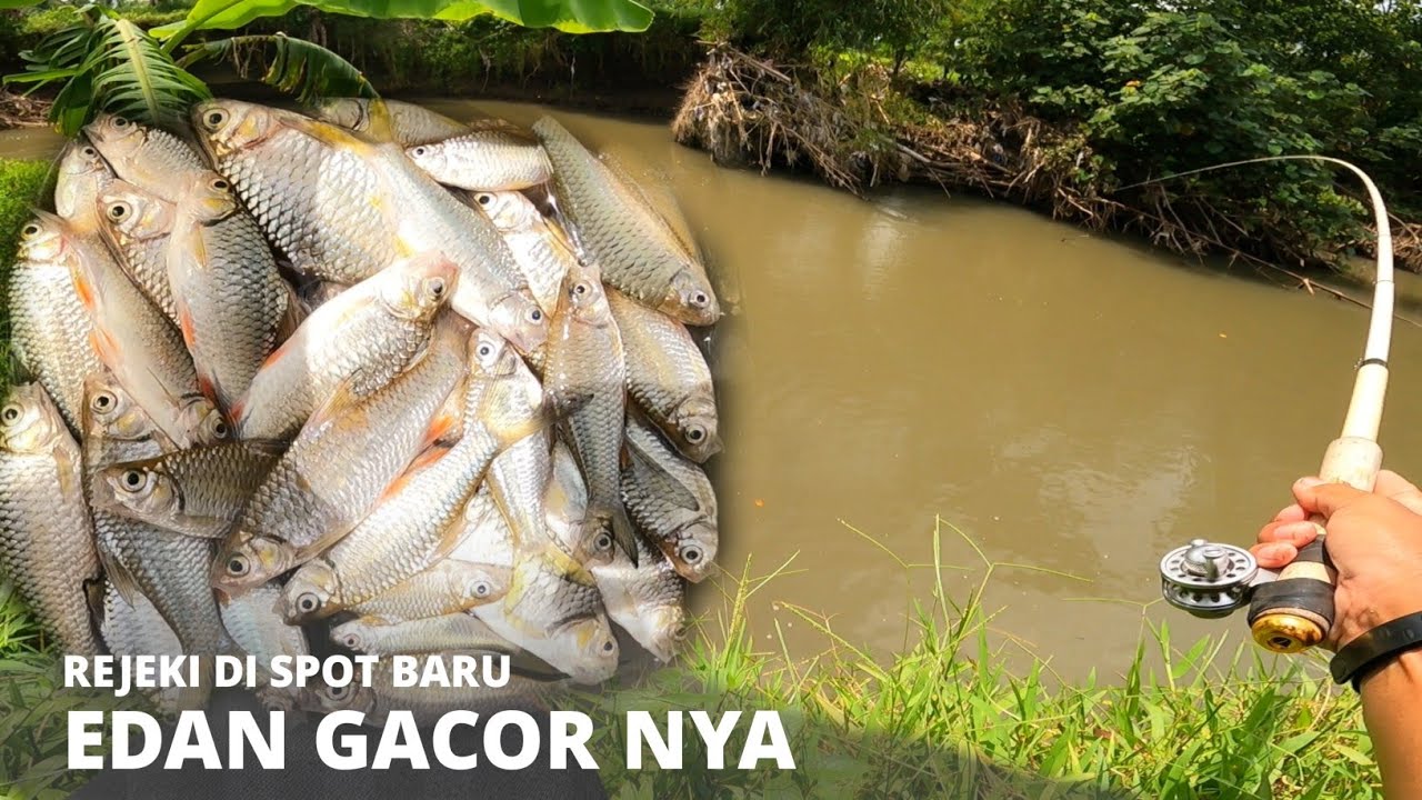 SPOT BARU BIKIN CANDU !! PEMANCING TEGEK PASTI BETAH 