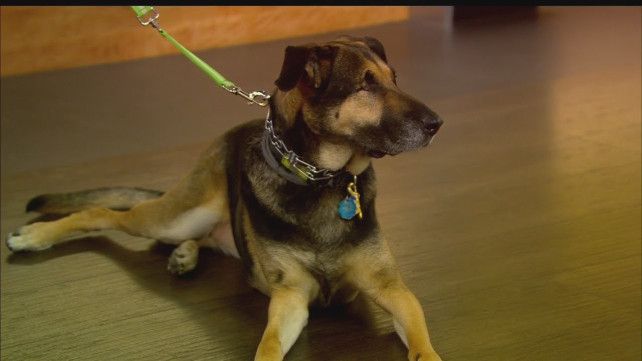 german shepherd center