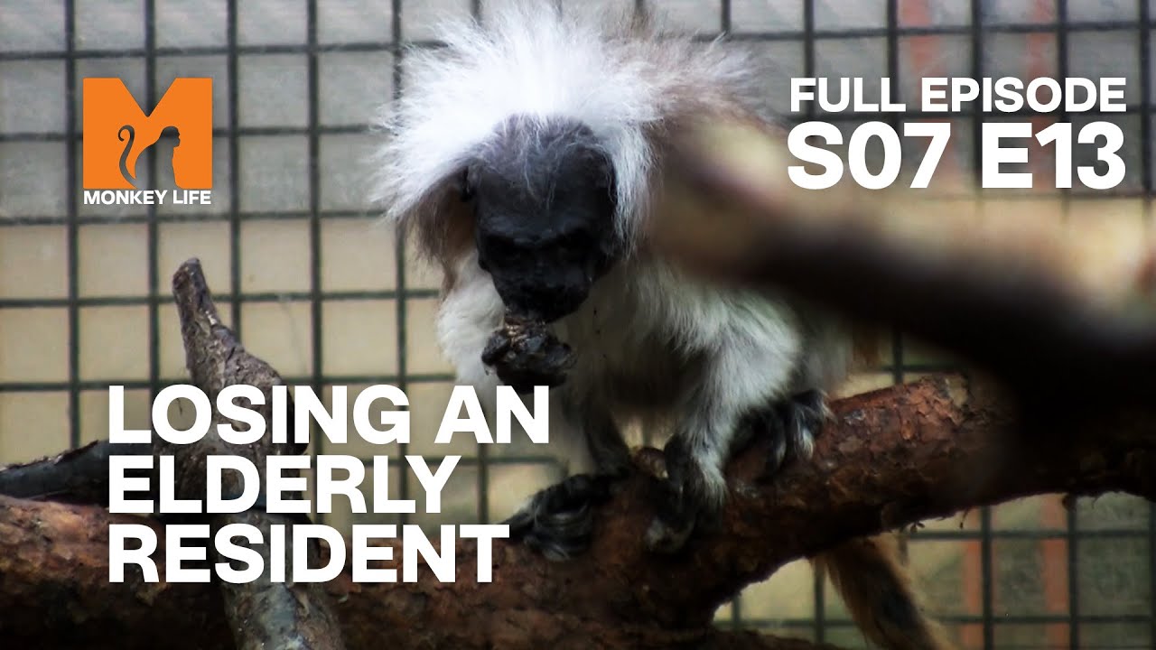 Saying Goodbye To An Elderly Resident | Season 7 Episode 13 | Full Episode | Monkey Life
