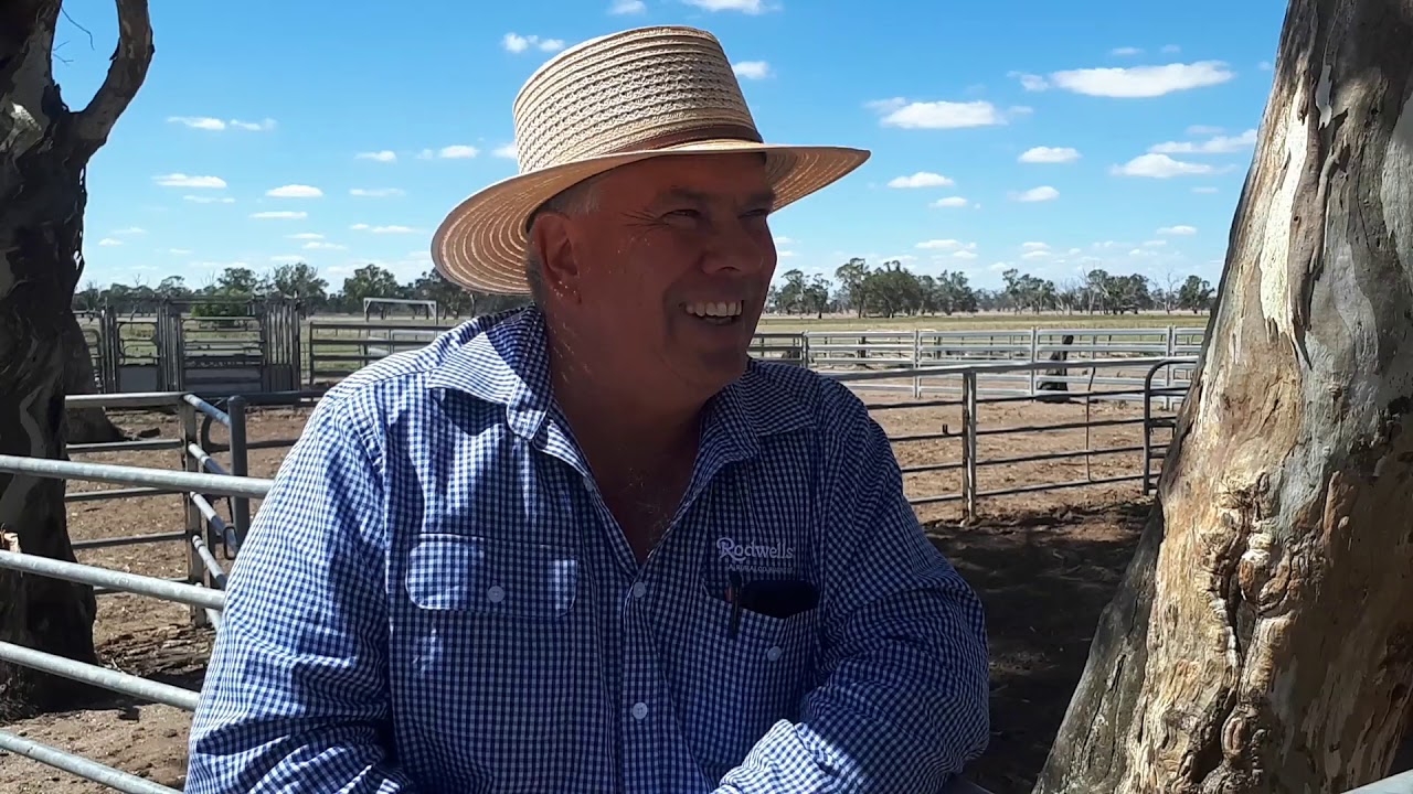 2018 Days Whiteface Annual Bull Sale - Jamie Beckingsale - Rodwells