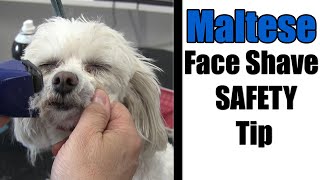 Shaving Maltese Face & Mouth | Grooming Safety Tip by Grooming By Rudy 1,512 views 10 months ago 8 minutes, 37 seconds