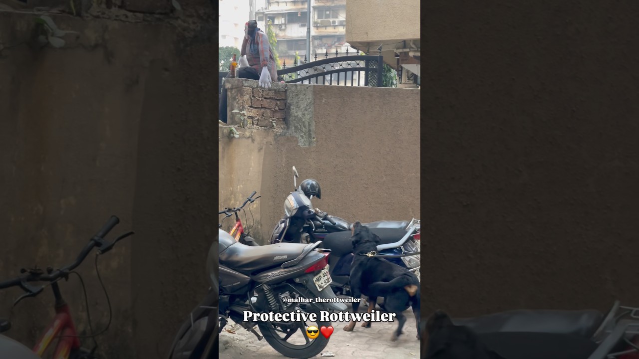Protective Rottweiler #dog #protection #rottweiler #shorts #shortvideo #pets #viral