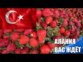 🇹🇷 Клубника апельсин Рынок в Оба цены Алания 26 апреля Турция 2021