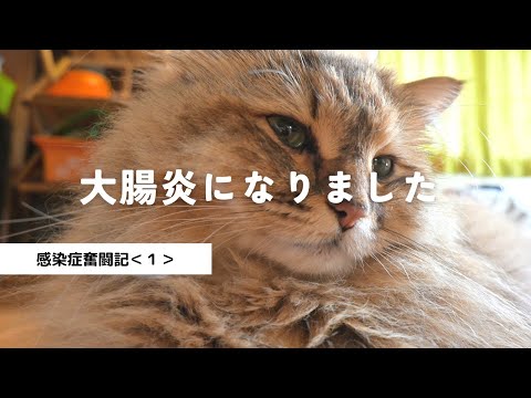 大腸炎に猫風邪。体調不良が止まりません。＜感染症奮闘記１＞【多頭飼い・サイベリアン】