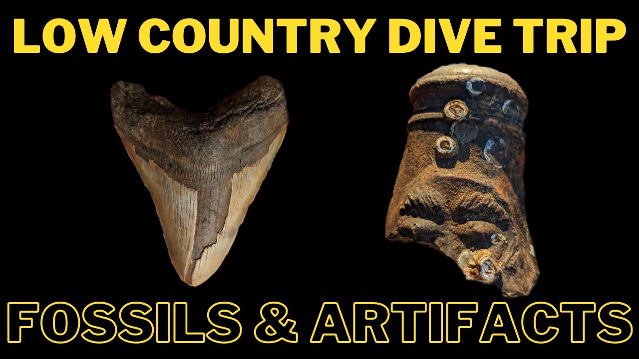 Low Country Dive Trip Fossils & Artifacts Found!