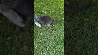 Cat Grabs Rabbit During Walk And Is Forced To Drop It