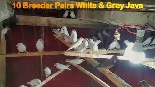 10 Breeder Pairs of White & Grey Java | White & Grey Java @extremeanimals24