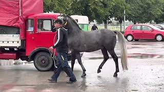 Izložba konja Požarevac