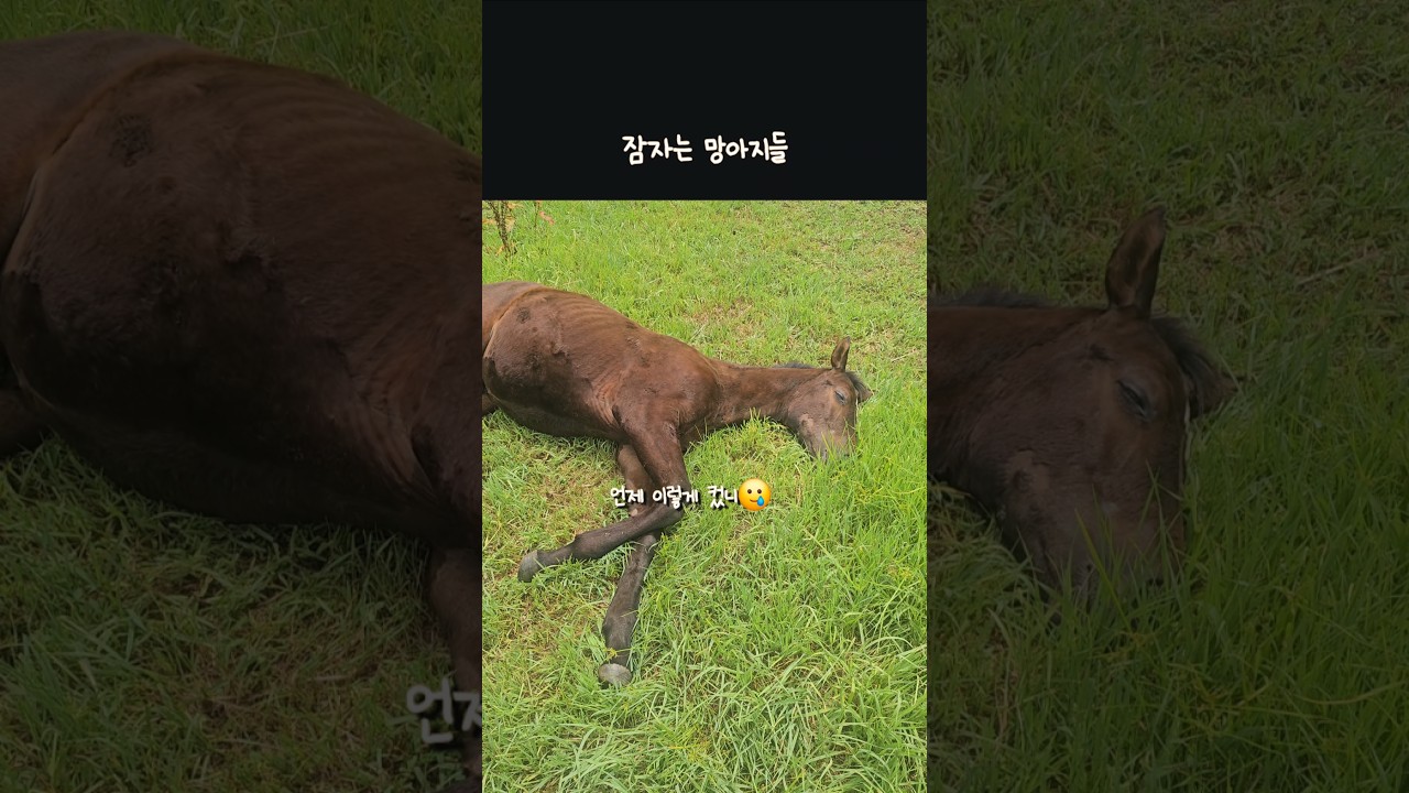 한참 놀더니 누워서 잠들어버렸다 #쁘쥬와갑쥬 #미래의경주마
