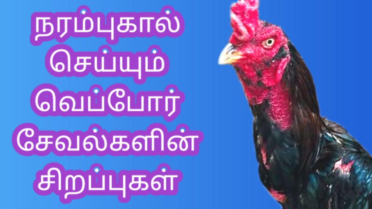 நரம்புகால் செய்யும் வெப்பூர் சேவல்களை கண்டறியும் நுணுக்கம்