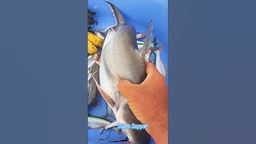 #Shorts / Tuyệt chiêu câu cá ba sa cá dứa mồi này nó khoái lắm miền tây sông nước #KiềmRapper