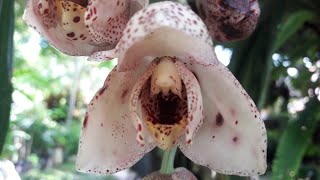 Acineta la Orquidea que florece por debajo/ Acineta the orchid that blooms below