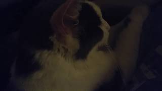 Urinary Tract Infections in Cats Do Cause Pain by TheCatLife 33 views 4 years ago 46 seconds