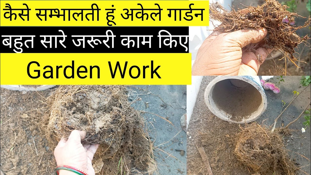 आज मैंने गार्डन में किये बहुत सारे जरूरी काम और कैसे किए/Today doing most important Garden work,how?
