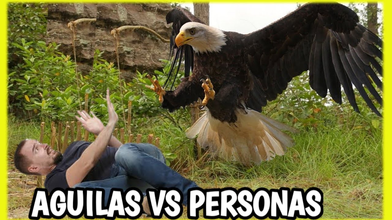 ÁGUILA VS PERSONA | Águilas Atacando a Personas - YouTube
