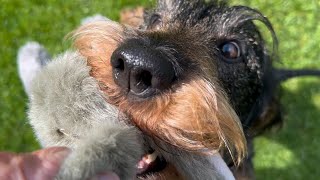 My dachshund can be very convincing. 😀😀😀 #TeddyTheDachshund by Teddy the Dachshund 2,114 views 12 days ago 1 minute, 59 seconds