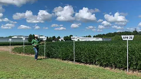 Yield Potential in Early Planted Soybeans