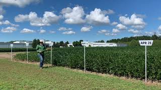 Yield Potential in Early Planted Soybeans