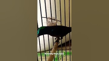 suara konin pikat ampuh tanpa pancingan konin mengeluarkan suara full isian mantap untuk masteran