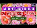 11 РЕДКИХ Неприхотливых МНОГОЛЕТНИХ Цветов- На УДИВЛЕНИЕ Соседей / Хорошо Зимуют в Центральном части