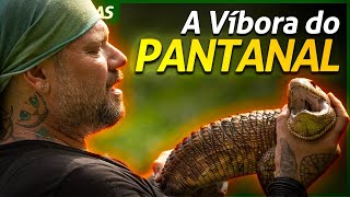 VÍBORA DO PANTANAL, O LAGARTO MAIS TEMIDO DO PANTANAL! | RICHARD RASMUSSEN