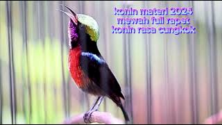 masteran 2024, konin rasa cungkok Simfoni Bird