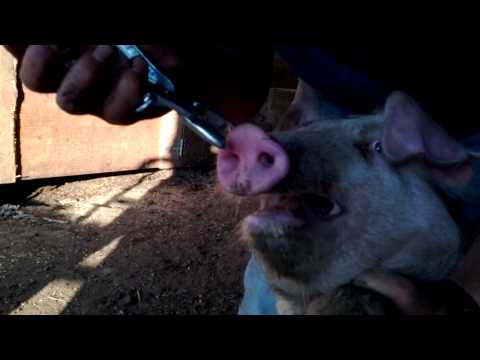 How to ring a pigs nose