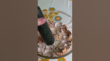 Feeding eggshells back to chickens for a calcium boost🥚🐔