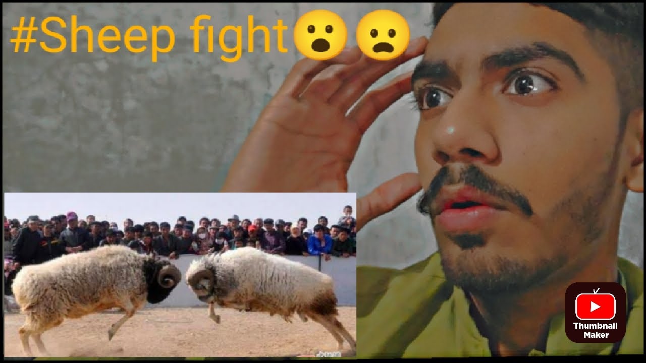 Humsayo ka sheep ki fight ho gayi😮😦 YouTube