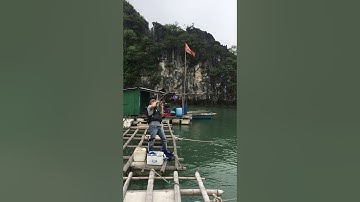 Cá Tráp khủng long tại Vân Đồn - Quảng Ninh