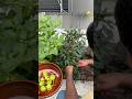 අපි ආදඑඅ දුන්නොත් එයාලත් එහෙමයි ..#garden #lifeinjapan #gardening #harvesting #japan #dailyvlog