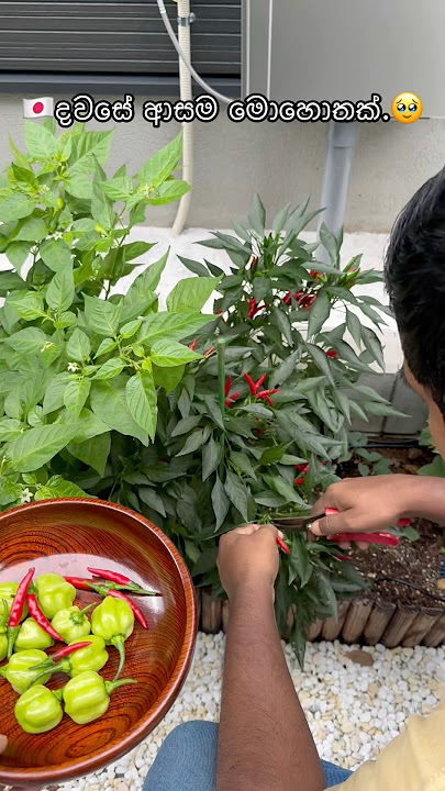 අපි ආදඑඅ දුන්නොත් එයාලත් එහෙමයි ..#garden #lifeinjapan #gardening #harvesting #japan #dailyvlog