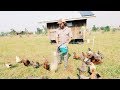 How Chickens DESTROY Cow flies (by eating off manure)