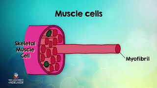 HumBio101x: Characteristics and types