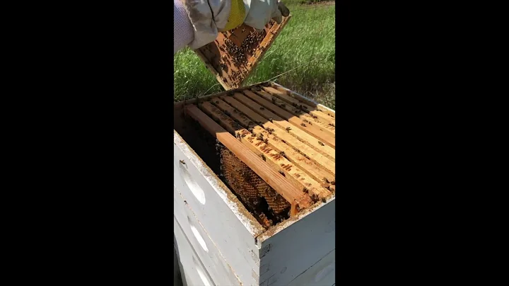 Anna Wofford Honey Bees