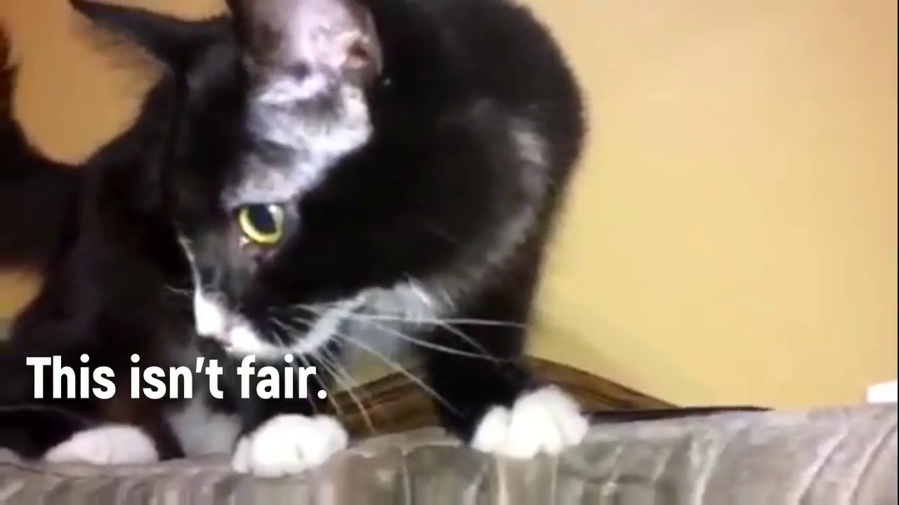 Temptation make the cat happy