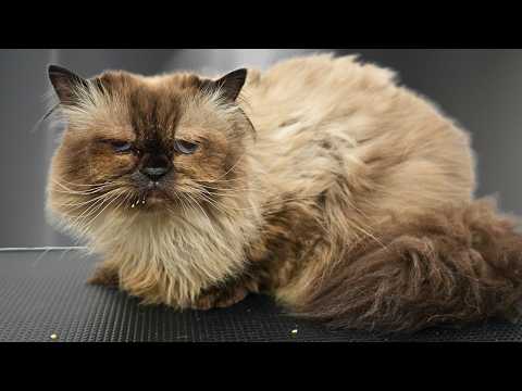 Angry Matted Cat Has A LOT To Say About Grooming thumbnail